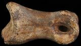 Struthiomimus Toe Bone - Montana #66453-1